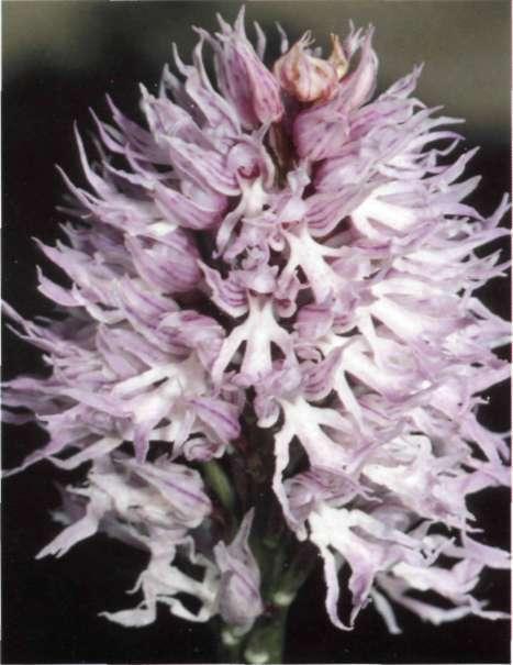 Orchis itálica. Poiret in Lam., Encycl. Méth. Bot. 4: 600 (1798) O. longicrurís Link O. simia Lam. subsp. longicrurís (Link) Rigual, comb. inval.