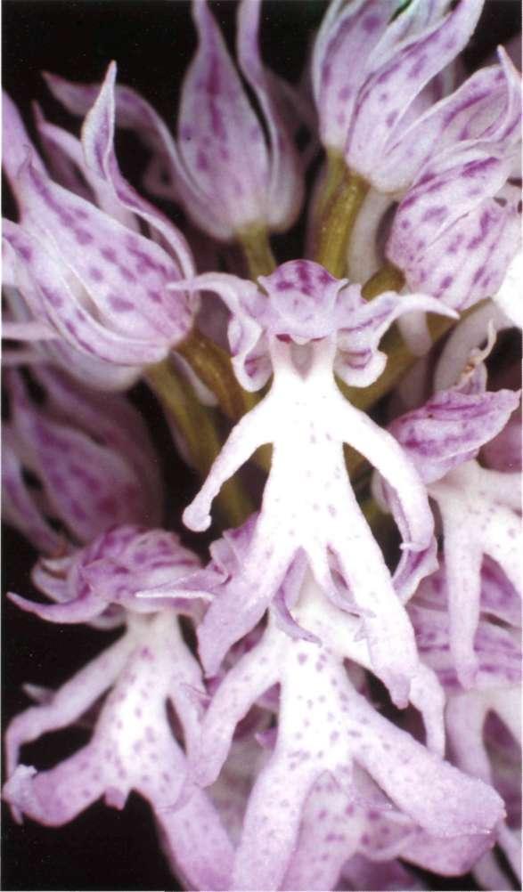 Categoría UICN: VU (C2a, D2). Conservación: LIC. Observaciones: se han definido algunas subespecies y formas en función de la coloración de la flor (flores púrpura f. maculata Soó, flores blancas f.
