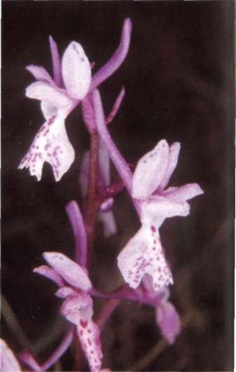 Orchis olbiensis Reut. ex Gren. in Ard., FL Alp. Marit.: 353 (1867) = O. mascula subsp. olbiensis (Reut. ex Gren.) Asch. &. Graebn. Barx, Valencia, (J.J.) dente.