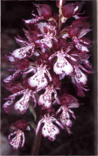 Orchis purpurea Hudson, n. Angi. 334 (1762) Etimología: del latín purpureus, refiriéndose al color purpúreo de las flores.