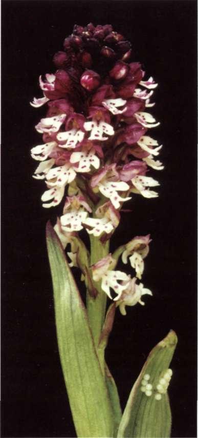 Orchis ustulata u s P. PI. : 941 (1753) Etimología: del latín ustulatus (quemado), aludiendo al color púrpura oscuro, casi negro, de la gálea.