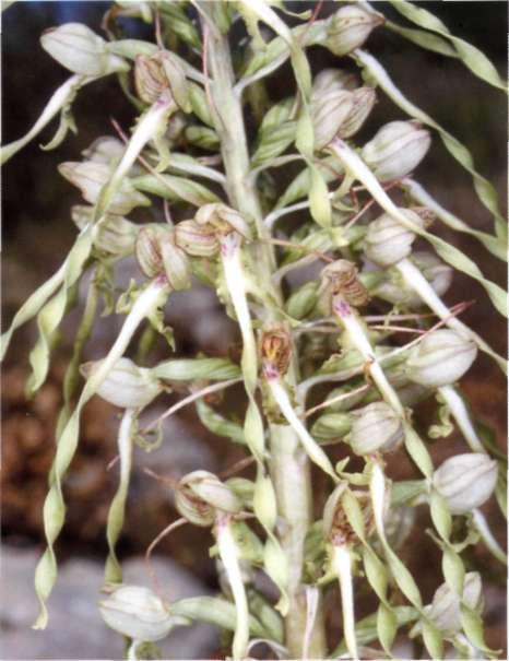 Himantoglossum hircinum a.) sprengel, syst. veg. 3:094 (1826) = Satyrium hircinum L. = Aceras hircina (L.) Lindley = Orchis hircina (L.