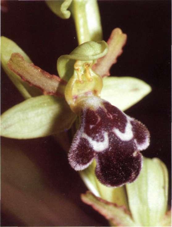 dyrís (Maire) Del Prete Etimología: el nombre genérico deriva del griego ophrys (ceja), debido a lo piloso de algunos de los labelos de las especies de este género; además Plinio (autor romano del