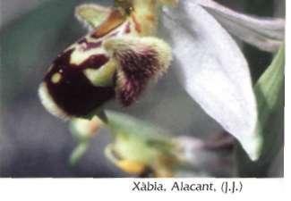 Ophrys Apifera Hudson, n. Angi. : 340 (1762) = O. arachnites Mili. Etimología: del latín apis (abeja) y fero (que lleva, portador), en alusión a la forma de sus flores.