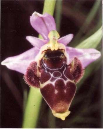 Ophrys scolopax Cav., Icón. Descr. 2: 46 1793) Etimología: del latín scolopax (perdiz), aludiendo a la forma del ginostemo, que recuerda la cabeza y el pico de dicha ave.