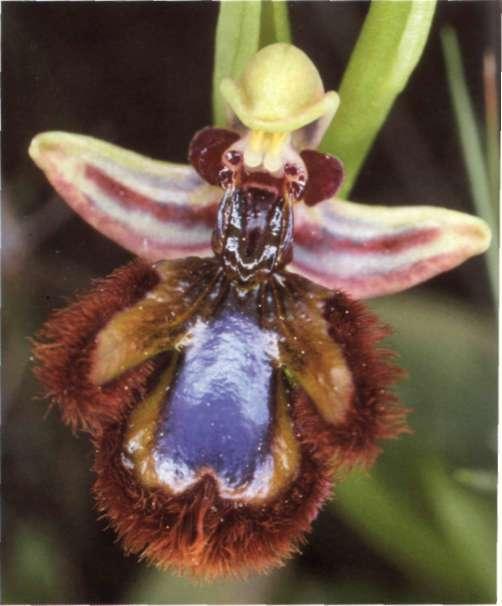 Ophrys speculum Link in Schrader, Journ. Bot. 2: 324 (1799) = O. ciliata Biv. = O. vernixia subsp. ciliata (Biv.) Del Prete - O. vernixia auct, non Brot.