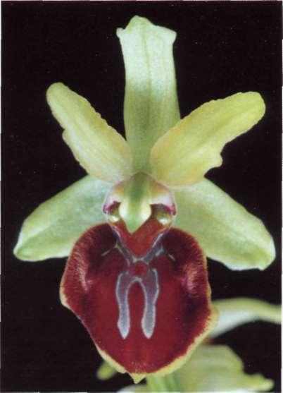 Ophrys sphegodes Mili., Gard. Dict. ed. 8, n 2 8 (1768) = O. araniíera Hudson = O. crucígera Jacq. = O. fucifera Curtís = O. galeopsida Lag. ex Colm.