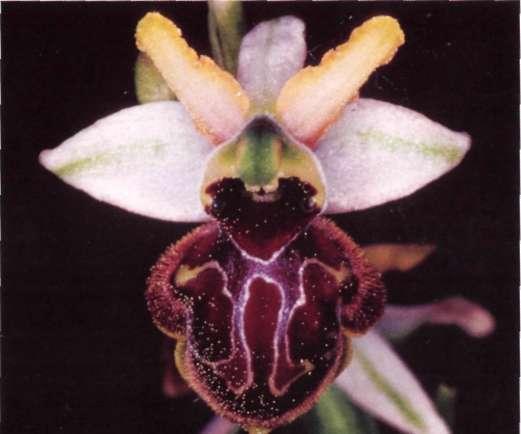 Ophrys castellana 69(2): 108(1988) Devillers-Terschuren &. R Devillers in Nat. Belg.