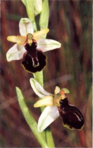 Flores: con brácteas foliosas, cuya longitud supera a la del ovario.