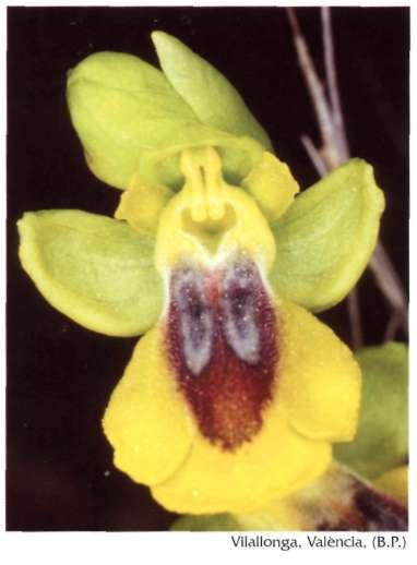 Ophrys lutea Cav., Icón. Descr. 2: 46 (1793) = O. vespifera Brot. Etimología: del latín luteus (amarillo) en alusión al color dominante del labelo. Calp, Alacant, (L.S.