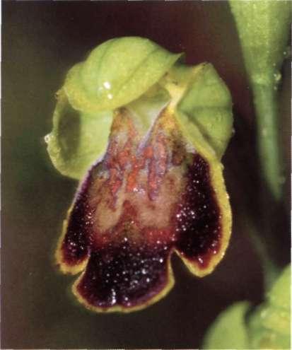 Descripción: Hábito: planta rosulada, glabra, verde, con tallo de 10-40 cm de altura. Partes subterráneas: 2 tubérculos ovoides. Hojas: 3-6 en roseta basal, ovado-lanceoladas.