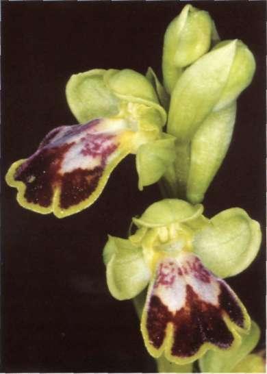 Descripción: Hábito: planta rosulada, glabra, verde, con tallo de 5-35 cm de altura. Partes subterráneas; 2 tubérculos - ovoides. Hojas-. 3-6 en roseta basal, ovado-lanceoladas.