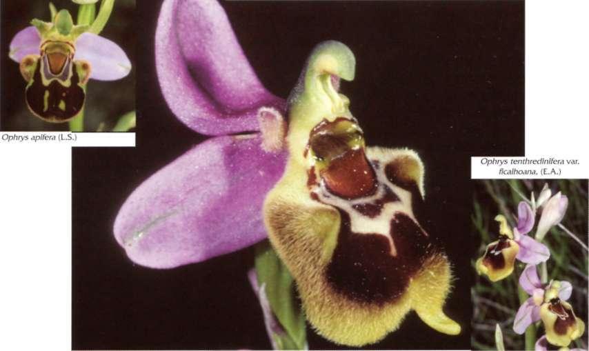 Ophrys apifera x O. scolopax, Cortes de Arenoso, Castelló, (].].) Ophrys apifera (L.S.