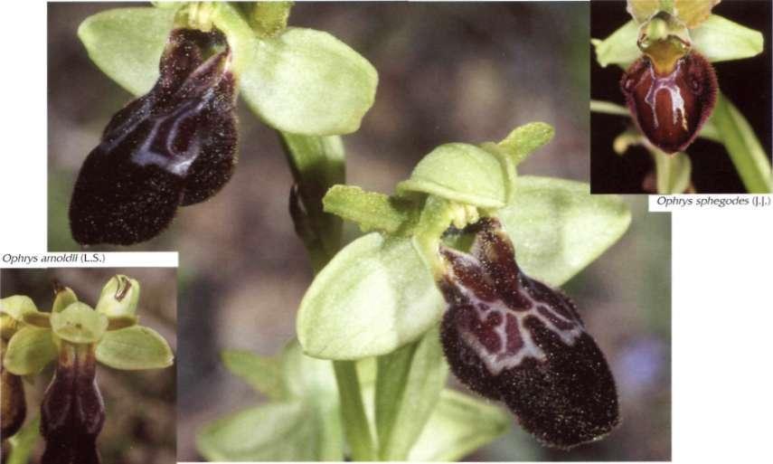 Epipactis, Ophrys, Orchis y Serapias. En la Comunidad Valenciana se conocen pocos ejemplos de hibridación natural.