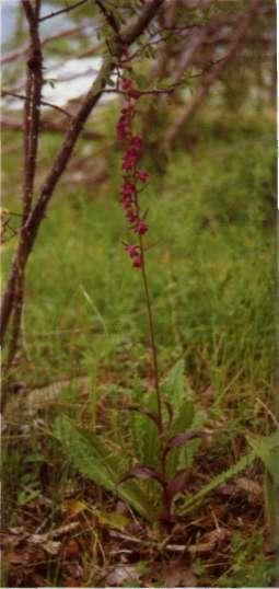El epíteto específico proviene del latín ater (negro) y ruber (rojo), por el color púrpura oscuro de las flores. Descripción: Hábito-, planta verde con tintes rojizos o violáceos en el tallo.