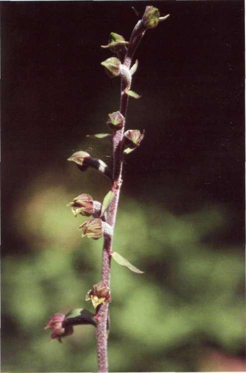 cm, siendo las inferiores escuamiformes. Inflorescencia-. 4 a 15 flores, distanciadas; brácteas lanceoladas, acuminadas, las inferiores tan largas como las flores.