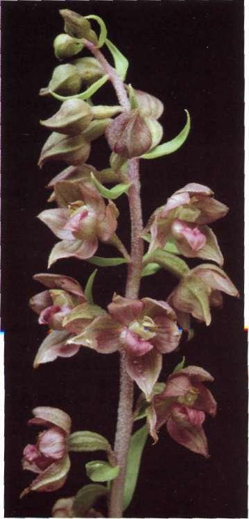 Descripción: Hábito: planta de color violáceo o más raramente verde; tallos erectos de 2-5 dm, característicamente en zigzag en la juventud, pilosos en la parte superior.