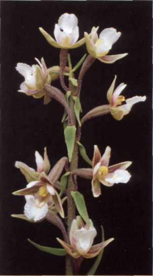 orquídeas como Dactylorhiza el ata y Piafanthera algeriensis. Categoría UICN: VU (C2a). Conservación: LIC, MR.