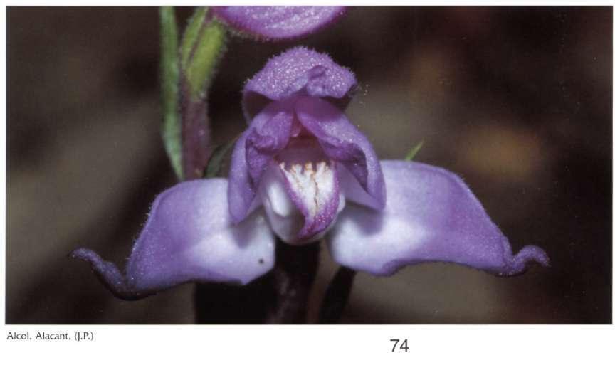 Cephalanthera rubra (L.) Le/Vi. Richard, Orchid. Eur. Annot.: 38 (1817) = Serapias rubra L. Etimología: del latín ruber (rojo), que hace referencia al color de sus flores.