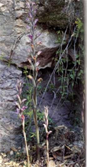 El epíteto específico abortivus -que nace fuera de tiempo- alude tanto a que las flores de esta especie a menudo no completan la antesis, como al pequeño tamaño de las hojas, reducidas a pequeñas