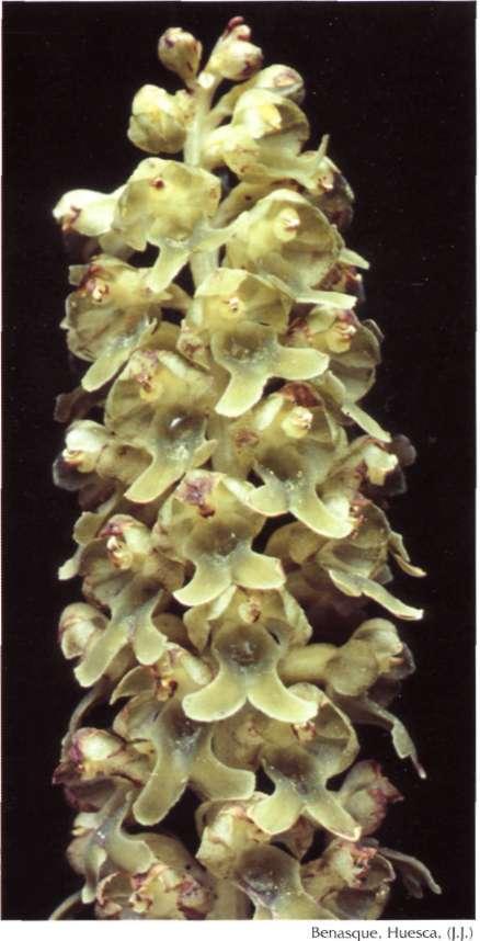 Neottia. nidus-avis (L.) L.C.M. Richard, Orchid. Eur. Annot: 37 (1817) = Ophrys nidus-avis L.