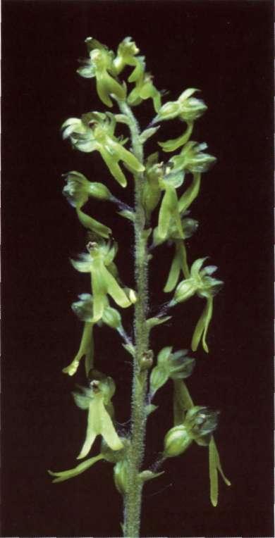 Listera ovata (L) R. Br. in Aitón, Hort. Kew. ed. 2, 5: 201 (1813) = Ophrys ovata L. = Epipactis ovata (L.) Crantz Etimología: el nombre del género, Listera, fue dado por R.