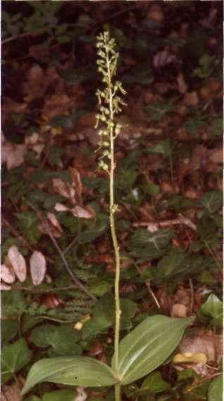 Descripción: Hábito: planta verde, delicada, grácil, con tallo delgado, viloso en su parte superior, de 20-60 cm, cubierta de pelos glandulosos sobre las hojas.
