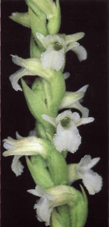 Spiranthes aestívalis (Poiret) L.C.M. Richard n Mém. Mus. Paris, 4: 58 (1818) Ophrys aestívalis Poiret Cameros, Logroño, (.B.A.