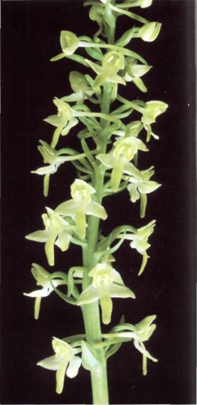 1828) Platanthera chlorantha (Custer) Rchb. in Moessler. Handb. 2, 2: 1565 Orchis chlorantha Custer P. bifolia subsp. chlorantha (Custer) Rouy Vlstabella del Maestrat, Castelló, (J.