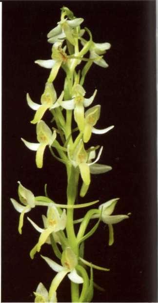 Platanthera bifolia (L.) L.c.m. Richard in Mém. Mus. Paris, 3: 55 (1818) = Orchis bifolia L.