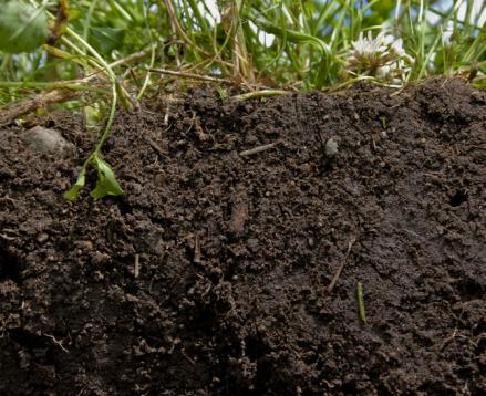 El humus es muy beneficioso por varias razones: airea el suelo, mejora la capacidad de retener agua, la vida microbiana y libera nutrientes para las plantas a medida que se descompone con los años.