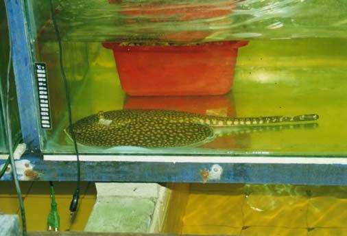 EL VIAJE A IQUITOS En Iquitos nos reunimos con acuaristas o pisciñeros (nombres locales con que se designa a las empresas exportadoras de peces ornamentales), incluyendo representantes de la