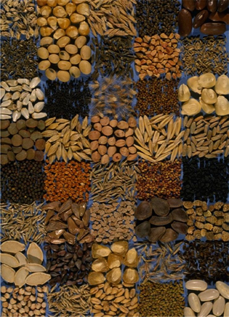 Las semillas son estructuras con alta tolerancia a la desecación Altos contenidos de ácido abscísico (ABA) Proteínas de