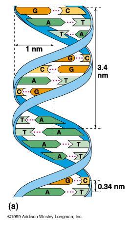 Los datos de cristalografía de rayos X de Franklin permitieron a Watson y Crick deducir que: - El DNA era una molécula helicoidal - El