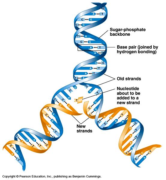 La secuencia de bases es critica para almacenar y transmitir información Replicación del DNA Watson y Crick proponen Modelo semiconservativo: Puentes de H se rompen