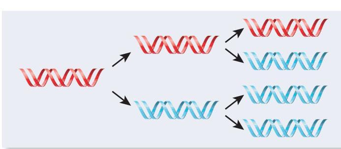 Otras posibles hipotesis para explicar la replicación del DNA Parent cell First