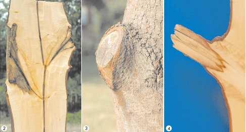 Resultados y discusión Cómo cortar las ramas con y sin collar? Los cortes a ras dejaron heridas dos o tres veces más grandes que las hechas en el collar de la rama.