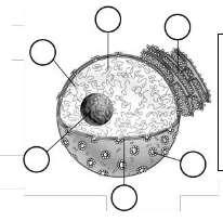 Procedimiento experimental Resultados y conclusiones EL NÚCLEO Y SUS COMPONENTES El núcleo es el centro de control de la célula eucariontes y está conformado por estructuras internas que le ayudan a