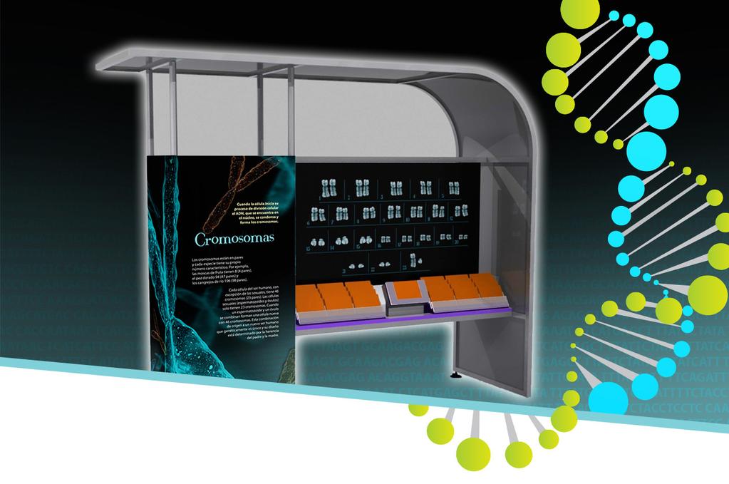En un interactivo electrónico el visitante descubre en un cariotipo humano (23 pares de cromosomas) qué genes y cromosomas están involucrados en ciertos padecimientos.