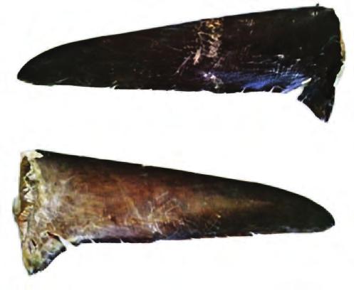 Cómo diferenciar las aletas pectorales del tiburón zorro de las del marrajo de aleta larga Las aletas pectorales del tiburón zorro se diferencian