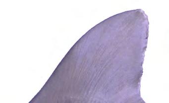 Cómo distinguir la primera aleta dorsal del tiburón sedoso de otras de similar