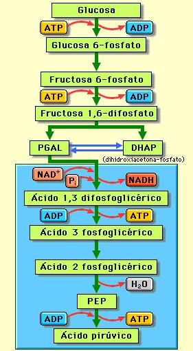 La glucòlisi genera ATP per reaccions de fosforilació a nivell de substrat.