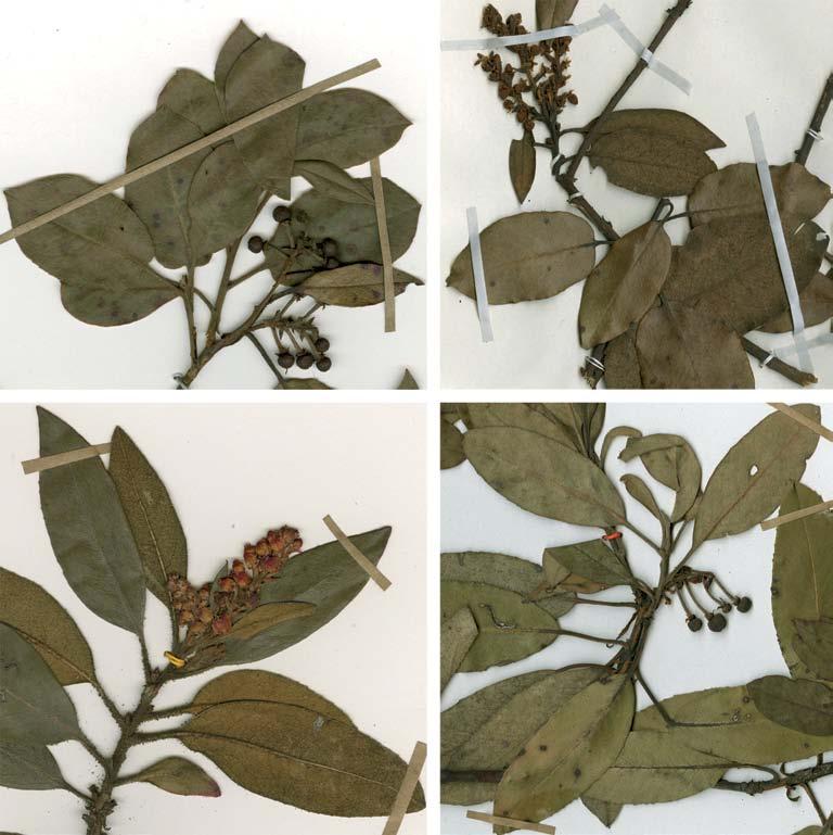 González-Elizondo et al.: Delimitación taxonómica de Arbutus mollis y Arbutus occidentalis A B C D Fig. 2. Arbutus mollis, ramillas con flores o frutos: A.
