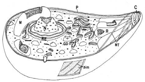 REB 28(2): 52-58, 2009 Toxoplasma gondii, un patógeno asesino re-emergente 55 M1 Figura 2. Diagrama de un taquizoíto de Toxoplasma gondii.