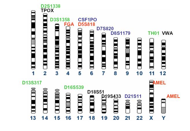 Localización cromosómica de los 15 marcadores STRs empleados en el kit