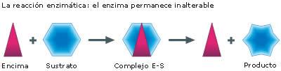 1. En primer lugar, el sustrato se une al apoenzima formado el complejo enzima-sustrato (ES). Esta unión se caracteriza por un alto grado de especificidad.