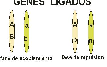 Los genes ligados pueden encontrarse en fase de acoplamiento, cuando se ubican los alelos dominantes en el mismo