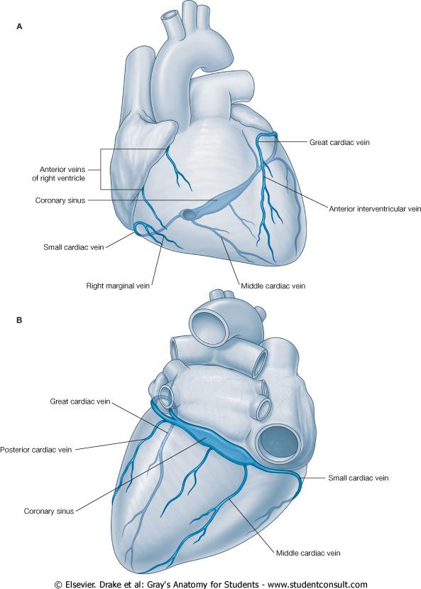 Arterias coronarias A. coronaria izquierda: Posterior al tronco pulmonar se divide en sus dos ramas terminales: A. interventricular anterior: Ramas diagonales A. circunfleja A.