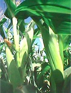 Figura 2. Variedad de maíz forrajero con una alta proporción de su peso proveniente de las mazorcas, lo que asegura un ensilado de alto contenido energético.