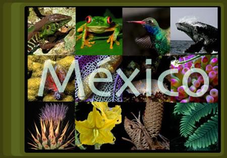 México país megadiverso La ubicación de nuestro país, su complicado relieve, climas y su historia evolutiva han resultado en la gran riqueza de ambientes, de fauna y flora que nos colocan entre los